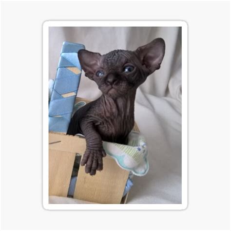 Sie ist bis zu den haarwurzeln schwarz und hat goldene bis kupferfarbene, leuchtende augen. Sphynx Katze Schwarz / 1 / Von blau, braun, grau bis rot ...