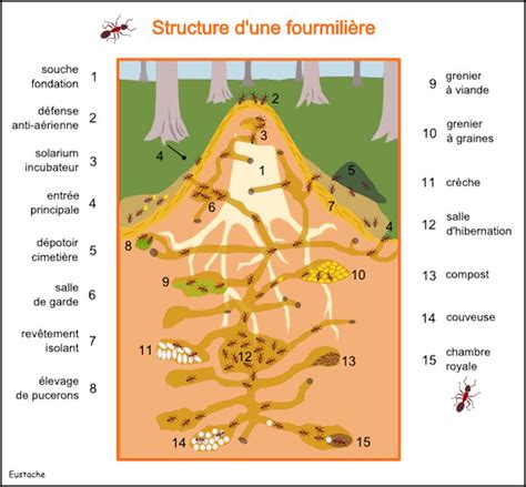 Les espèces appartenant aux genres formica et lasius se prêtent bien à la récolte. Fourmiliere Interieure / La Fourmiliere La Fourmiliere ...