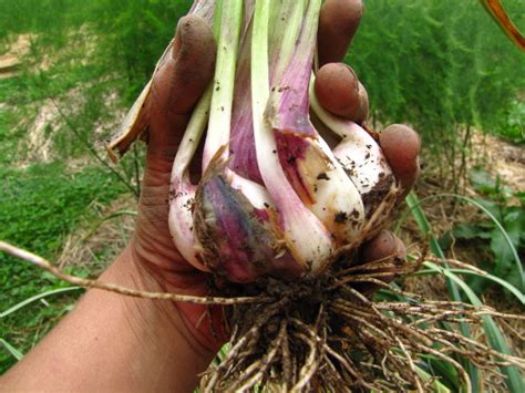 If your garlic does sprout, grow some tasty garlic greens by popping the bulb. Overmature garlic