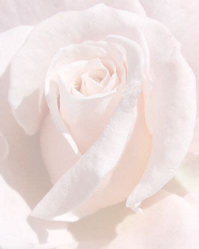 We did not find results for: All Is Well | Pastel pink aesthetic, Beautiful flowers ...