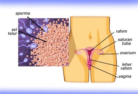 Hal itu ialah kesehatan sperma. Deti Agustin, S.ST: Mengetahui Waktu Ovulasi Agar Terjadi ...