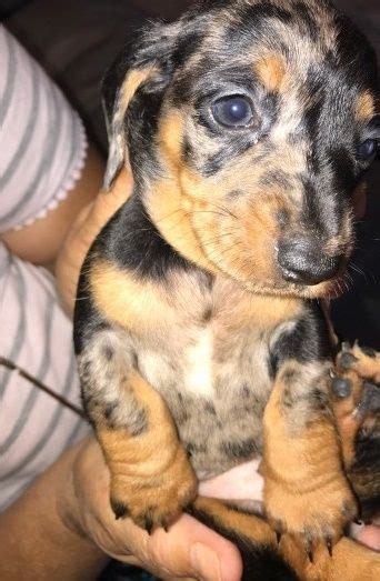 This breed comes in a wide variety of colors that include solid red or cream with a black nose. Dachshund Puppies For Sale | Michigan Avenue, MI #237581