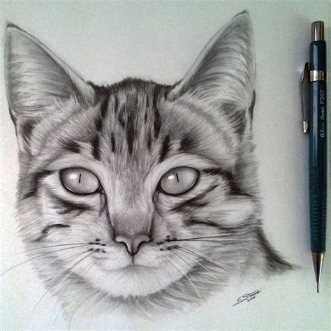 oc look at my cat drawing! Cat Drawing by LethalChris on DeviantArt