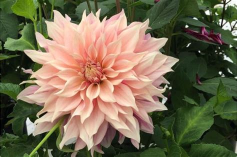 Dahlia flowers for sale can offer you many choices to save money thanks to 18 active results. Cafe au Lait Royal Dahlias | Dahlia, Dahlias for sale ...