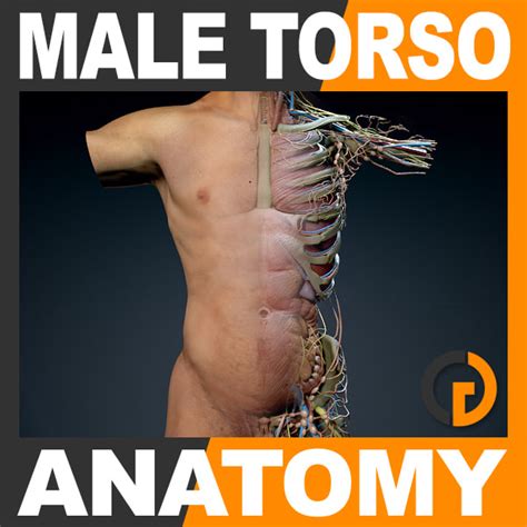 It is also flexible enough to prevent injury and a. human male torso anatomy muscles 3d model