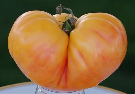 Red slicers & beefsteak tomato plants. Hawaiian Pineapple Heirloom Tomato Seeds