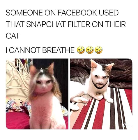 Mar 16, 2020 · the most popular hand sanitizer memes, however, are comparing celebrities to various brands of the disinfectant. Top Laughing So Hard Cat Memes & Cat Meme Queen Of France in 2020 | Cat birthday memes, Funny ...