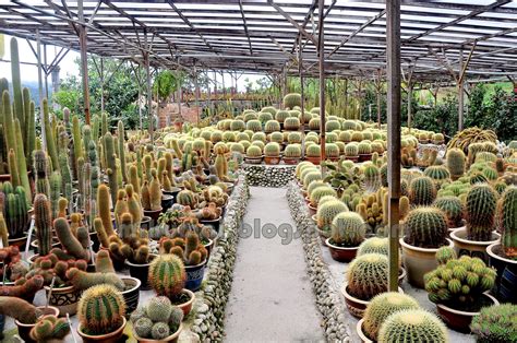 At brinchang's cactus valley you'll find a large variety of old and. mrkumai.blogspot.com: Tips Melawat Cameron Highlands ...