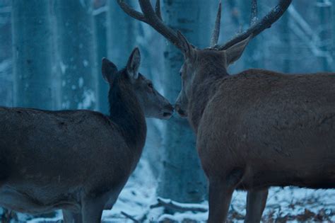 Négy évvel azután, hogy arany medvét nyert testről és lélekről című filmjéért, zsűriként dönt majd. Enyedi Ildikó Testről és lélekről című filmjét Oscar-díjra ...