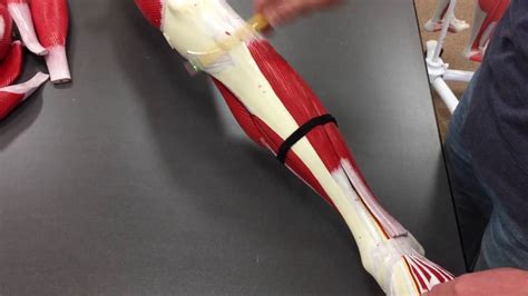 Translating muscle names can help you find & remember muscles. Leg Muscles - YouTube