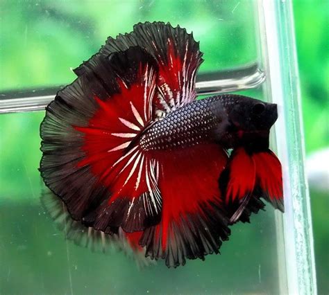 Maybe you would like to learn more about one of these? The Colors and Kinds of Betta Fish - XciteFun.net