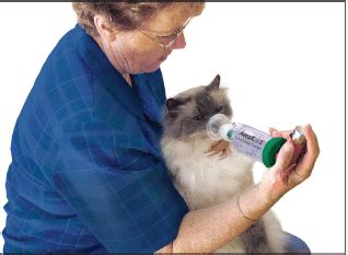 Your cat may be one of your best friends. Feline Asthma - What is it, and how can you help ...