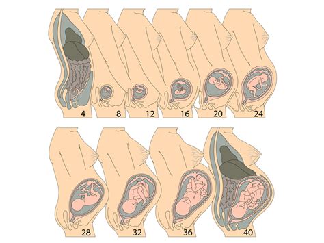 Wir haben uns auf die suche begeben. Grossesse : évolution - illustrations médicales ...