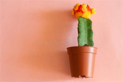 Unfortunately my apartment doesn't get. Red Gymnocalycium Mihanovichii Cacti Stock Image - Image ...