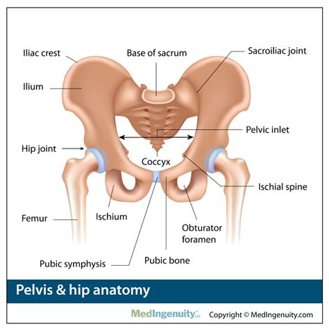 The back is the most complex major muscular structure in the entire body. Northwest Hills Surgical Hospital - Hip Pain