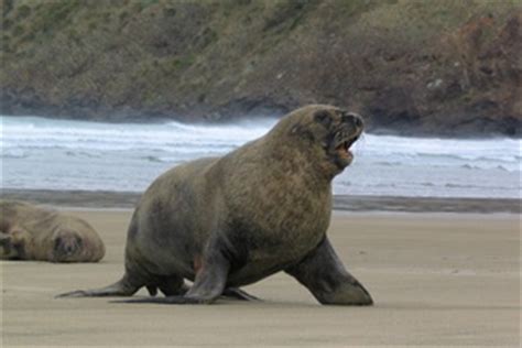 Neben dem nordpolarmeer bewohnt diese nahe verwandte des seehunds auch die nördlichen bereiche der ostsee. Robben