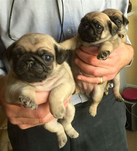 The bulldogs live both with us in our home and an indoor kennel with individual doggy doors and a fenced in play yard. pug puppies for sale how to identify original pug puppies ...