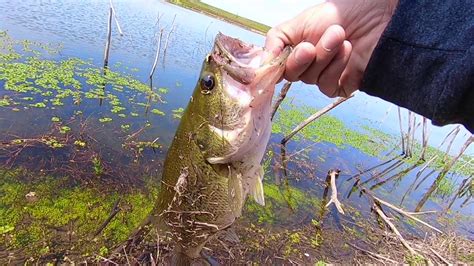 Sometimes an angler bed fishing gets low to stay out of sight from an easily spooked fish, like elite series pro terry scroggins here. Bank Fishing for bedding bass in Fresno CA - YouTube