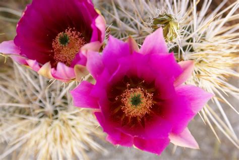 Engelmann's hedgehog cactus is a typically spiny plant of the sonoran and mojave deserts, growing in large clusters (up to 60 stems), and is similar in appearance to echinocereus stramineus found further west in texas and new mexico. Engelmann Hedgehog Cactus (Echinocereus engelmannii) | Flickr