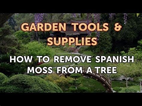 Native american tribal people over time, spanish beard became spanish moss, what it's most commonly known as today. How to Remove Spanish Moss From a Tree - YouTube