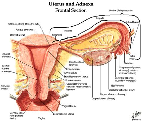 Download a free preview or high quality adobe illustrator ai, eps, pdf and high resolution jpeg versions. Dentistry and Medicine: Urinary System and Male and Female ...