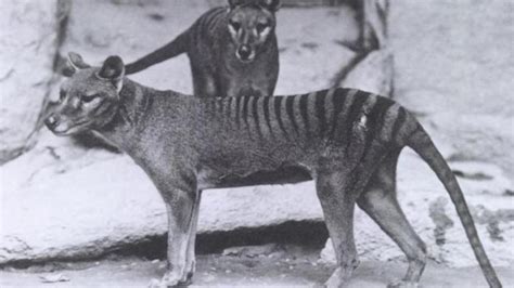 From wolves to grey whales and lynxes, plans are afoot to introduce some iconic species back into the countryside and uk waters. Top 10 Extinct Animals | WatchMojo.com