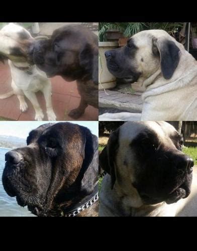 Looking for a puppy or dog in iowa? Mastiff Puppy for Sale - Adoption, Rescue for Sale in ...