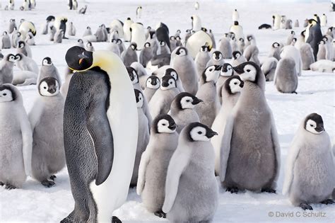 However, penguins live not only in antarctica. penguins photo gallery