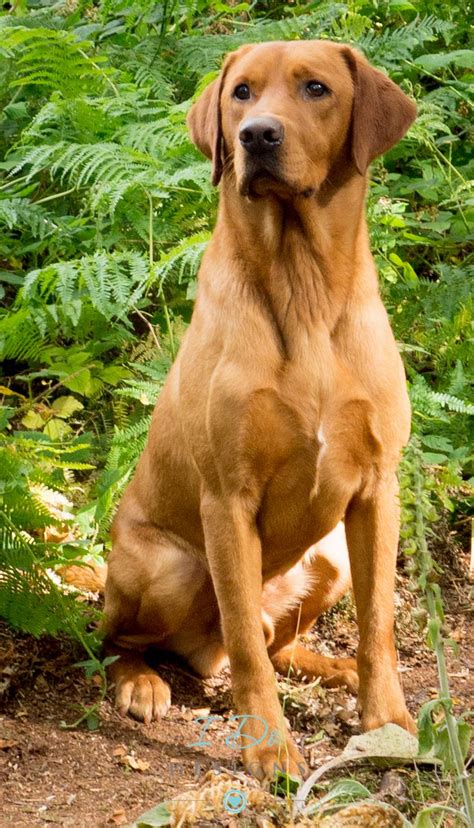 Yellow labrador christmas card dog celebrates christmas with red ornament. 102 best images about Fox red labs on Pinterest | Lab ...