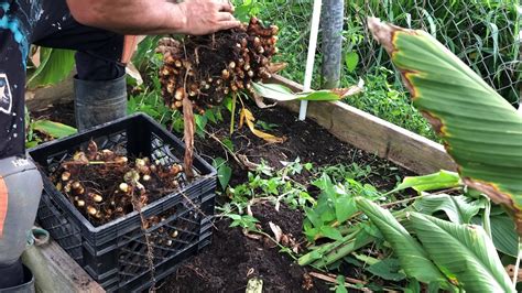 Growing ginger & growing turmeric at home. Harvesting Turmeric - YouTube