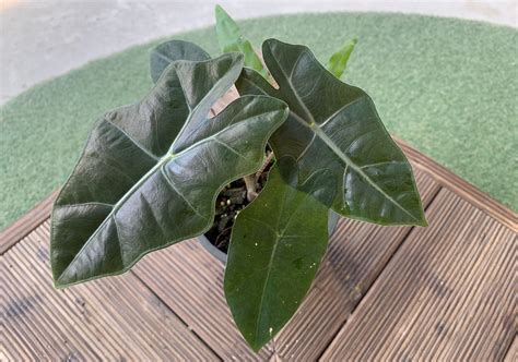 Purple sword features dark purple sword shaped leaves and purple stems. Alocasia Sanderiana - Joinfolia