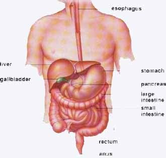 This prospective study was performed to substantiate the impression that patients with ibs experience more pain during endoscopic. penyakit dalam: Irritable Bowel Syndrome