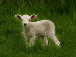 Use custom templates to tell the right story for your business. Zelený čtvrtek