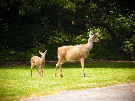 I am a hairdresser, and i can't tell you how many people have come in and asked for hair. How to keep deer - and rabbits, groundhogs and other ...