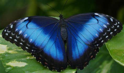 Black butterfly with blue free public domain images found: Colorful butterfly on mobile capture - BD Image Network