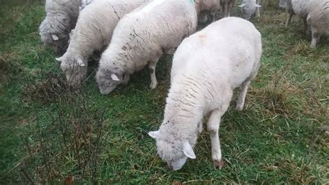 Here in oregon, the experiment station discovered long ago that thanks for this piece of great information. Small Acreage Or Backyard Sheep: Will It Work For You ...