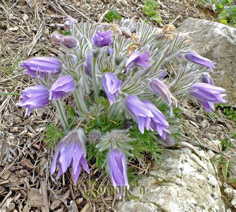 Mantispa styriaca, the styrian praying lacewing, is a species of predatory mantidfly native to europe. Pulsatilla cf. styriaca - Botanically Inclined - Seed ...