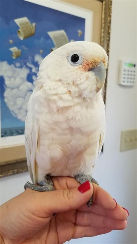 The goffin's cockatoo, cacatua goffiniana, also known as tanimbar cockatoo, is a species of cockatoo endemic to forests of the banda sea islands in indonesia. Goffin Cockatoo (With images) | Cockatoo, Parrot, Birds