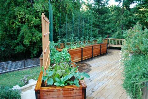 Adakah anda berfikir tentang menghias balkoni atau loggia? Taman sayur di balkoni: petua, petua, idea | paintonline.info