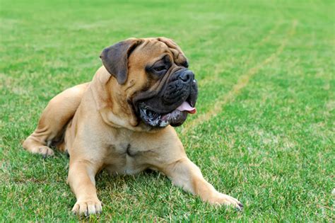 The olde english bulldogge is generally a low maintenance breed. Mastiff Dog Breed Information, Pictures, Characteristics ...