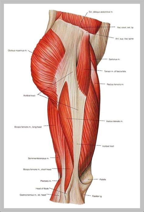 Healthy muscular structure and bones. Inner thigh muscles anatomy - Graph Diagram