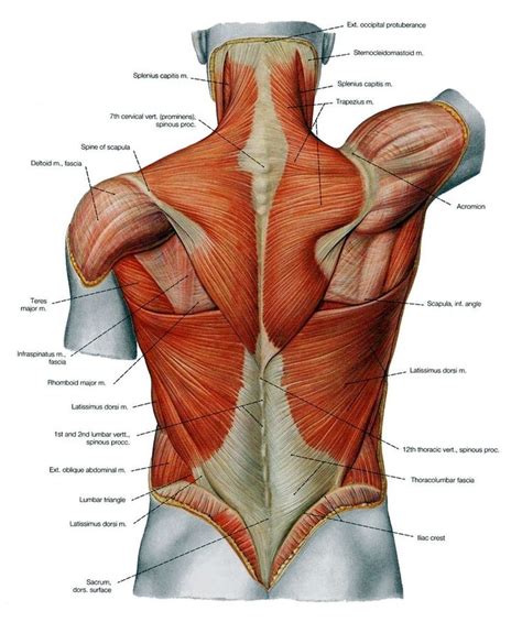 These muscles are commonly associated with lower back pain. Largest Muscle In The Body Largest Muscle In Human Body ...