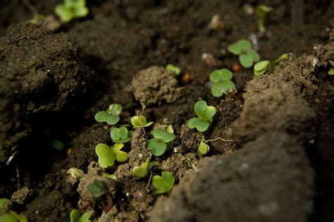 Is your garden soil friendly? 8 Reasons Why You Should Use Urine In Your Garden - David ...