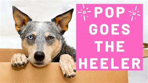 Kuna see on hiljuti välja töötatud, saab vanemate tõugude uurimisel paljusid nende koertega seotud omadusi täpsemini. The Heeler-in-the-Box - YouTube