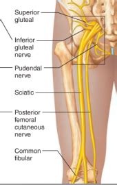 After its formation, it leaves the pelvis and enters the gluteal region via greater sciatic foramen. image sciatic_nerve-144DBB78B25736ABB54-thumb for term ...