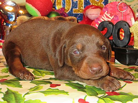 Dobermans are the most trusting breed you will ever know; Doberman Pinscher Breeder & Puppies for Sale in Ohio ...