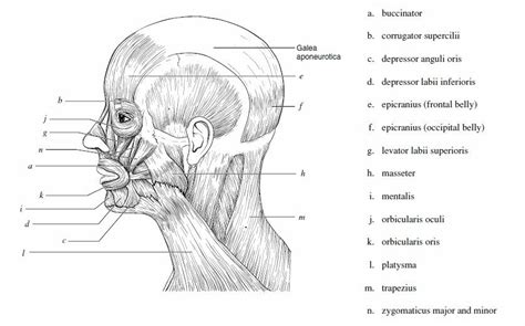 Key facts about head anatomy. muscle blank drawing - Google Search | Muscle diagram ...