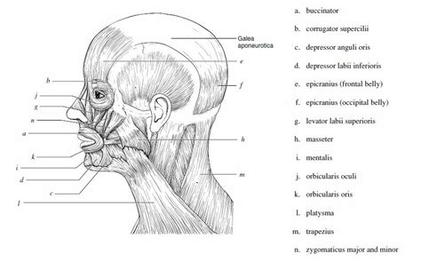 This article will introduce you to the anatomy and function of the arm muscles. muscle blank drawing - Google Search | Muscle diagram ...