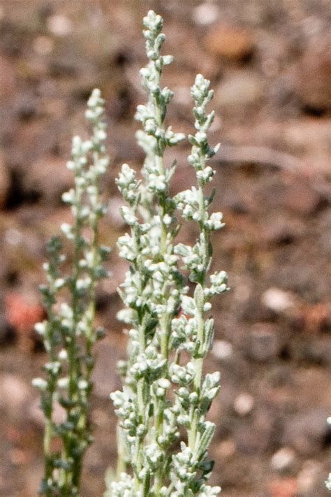 Check spelling or type a new query. NMSU: Selected Plants of Navajo Rangelands