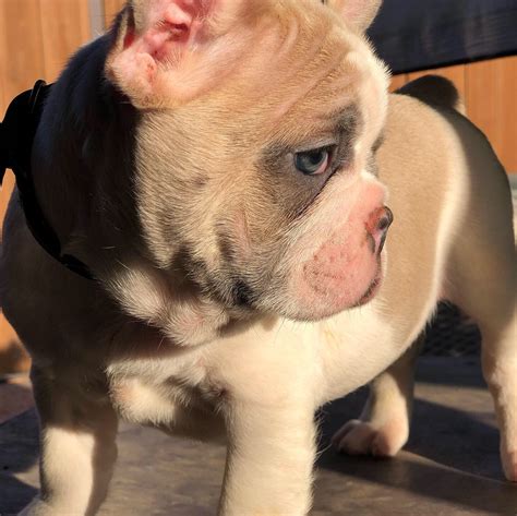We rescue brachycephalic (flat faced breeds) such as bulldogs, pugs, and boxers. French Bulldog Puppies For Sale | Ontario, CA #310086